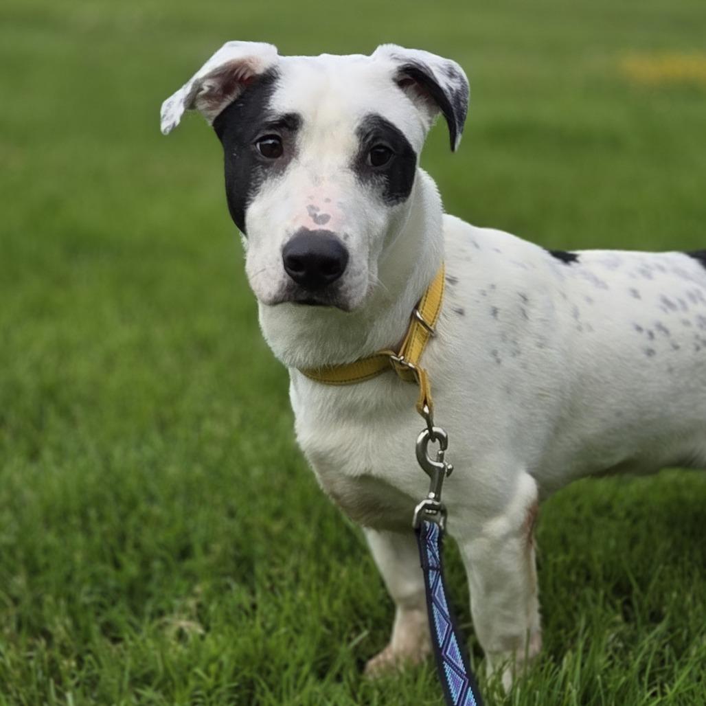 Kaden, a Adoptable mixed breed in Pittsford, VT image 4/4