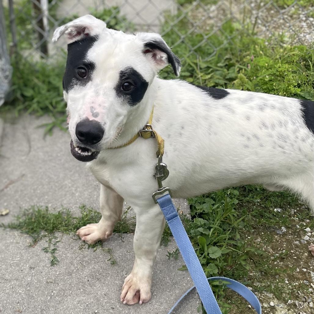 Kaden, a Adoptable mixed breed in Pittsford, VT image 5/5