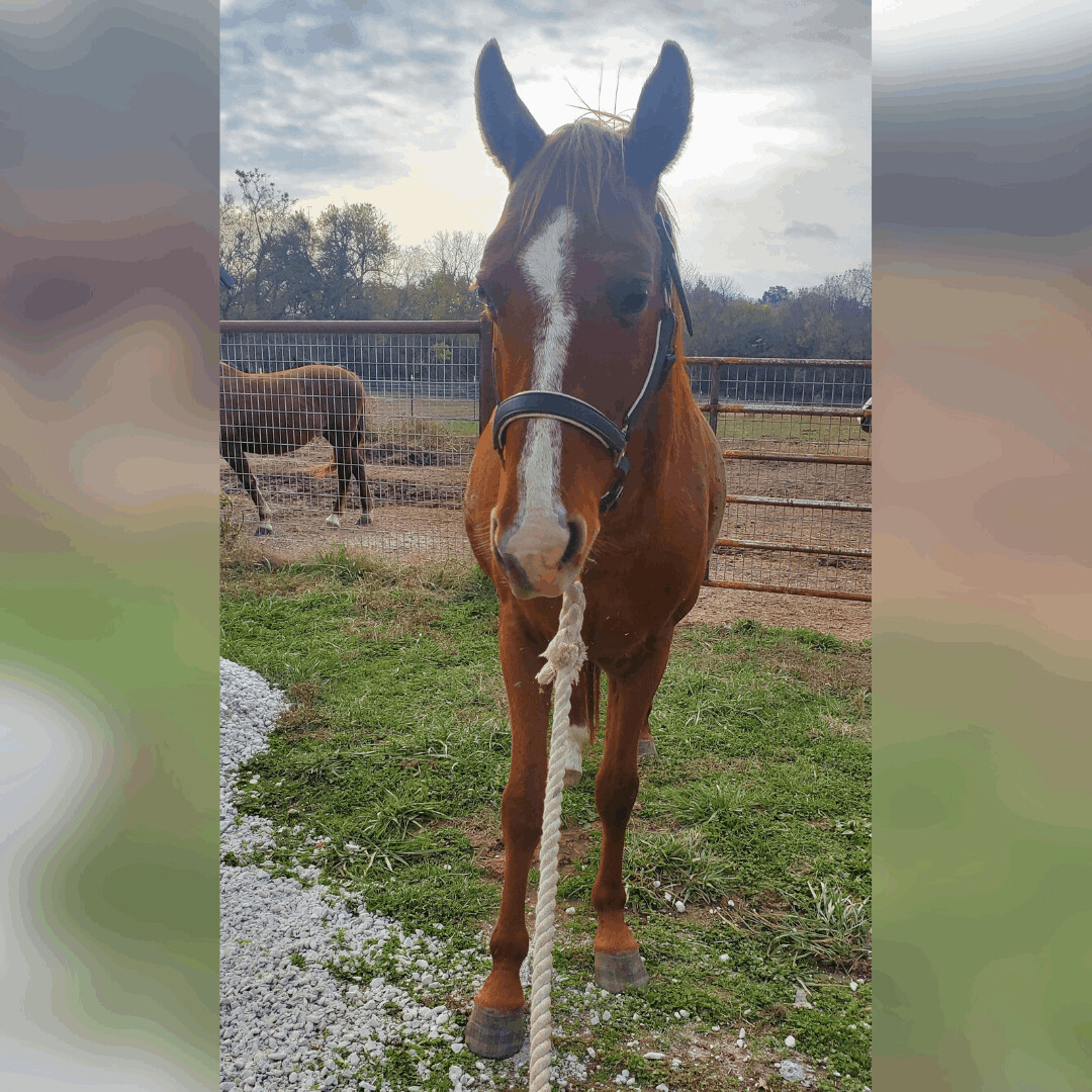 Enlarge Bugsy, a Adopted Grade in Willard, MO image 1/15