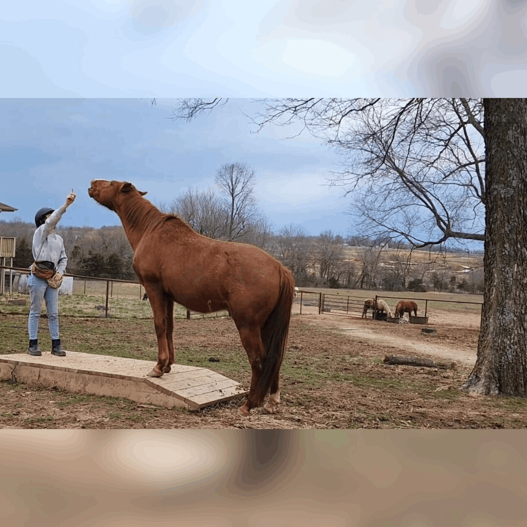 Enlarge Bugsy, a Adopted Grade in Willard, MO image 2/15