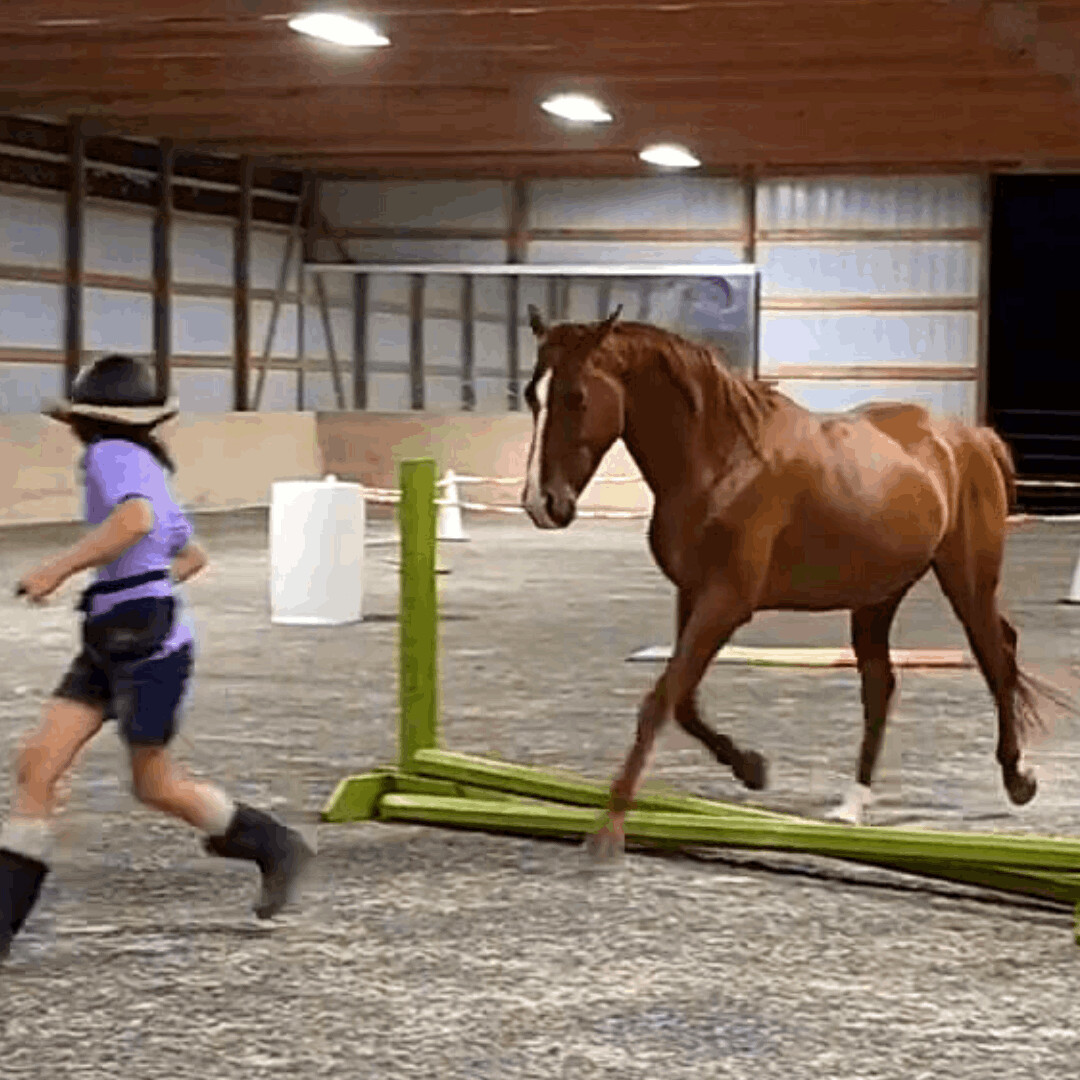 Enlarge Bugsy, a Adopted Grade in Willard, MO image 4/15