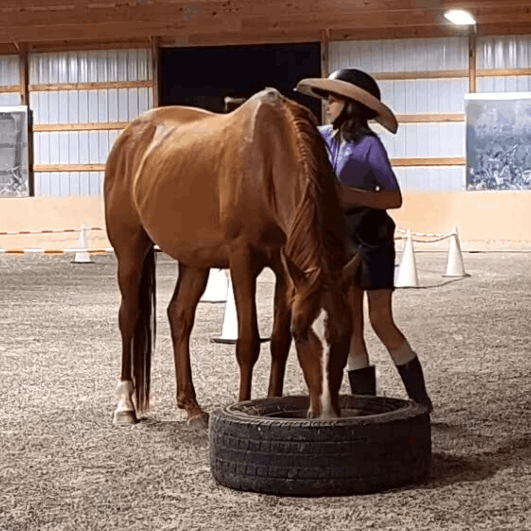 Enlarge Bugsy, a Adopted Grade in Willard, MO image 6/15