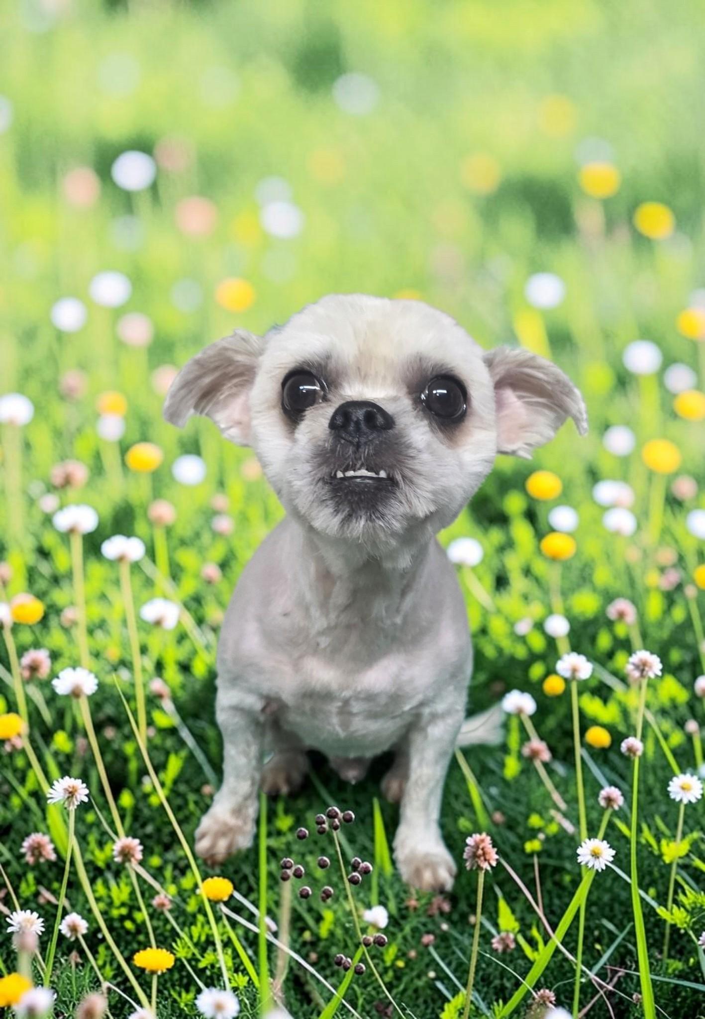 Enlarge Yoda - PENDING, a Adoptable mixed breed in Dallas, GA image 5/5