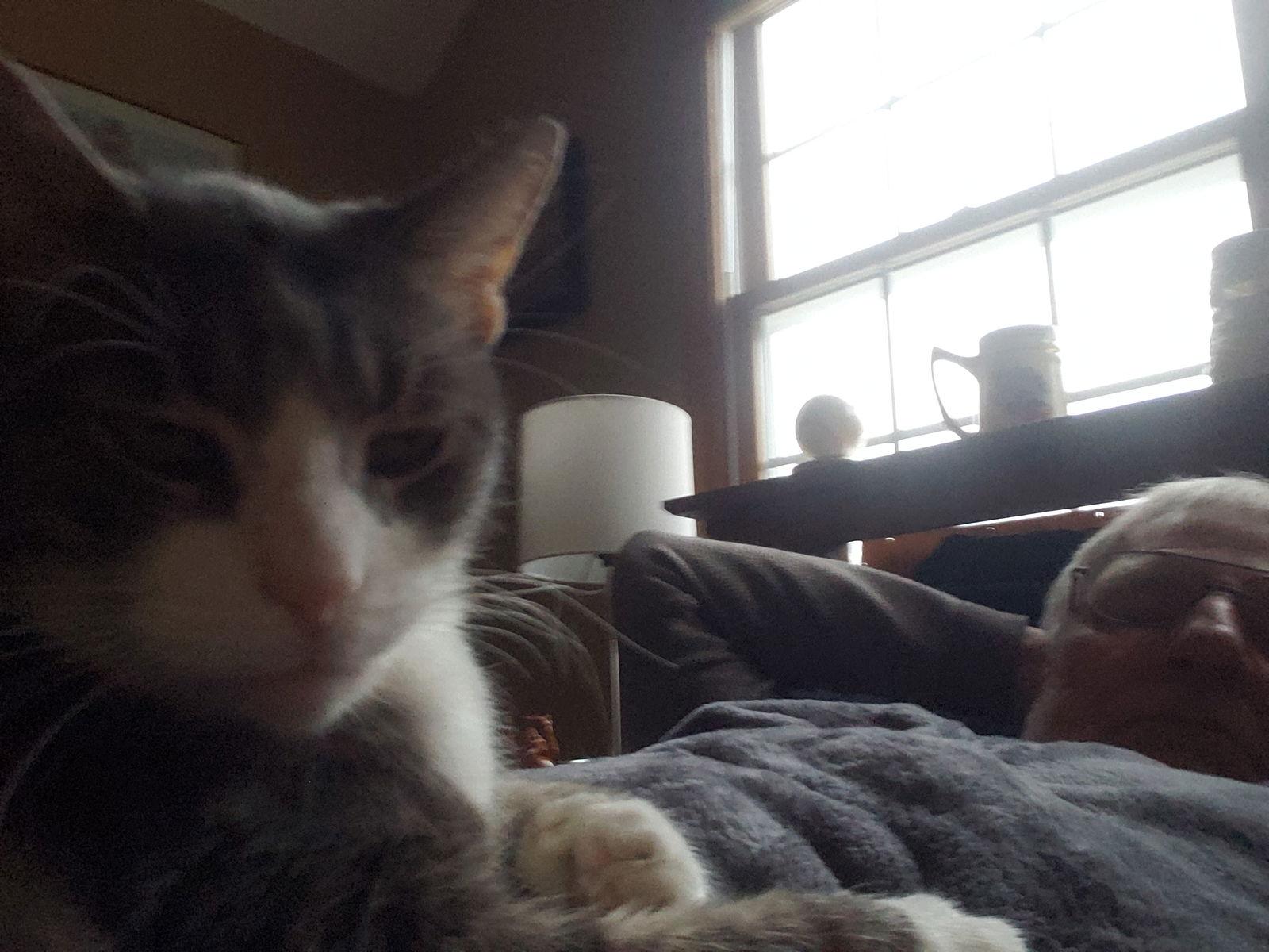 Grayson, Adoptable, Adult Male Domestic Short Hair.