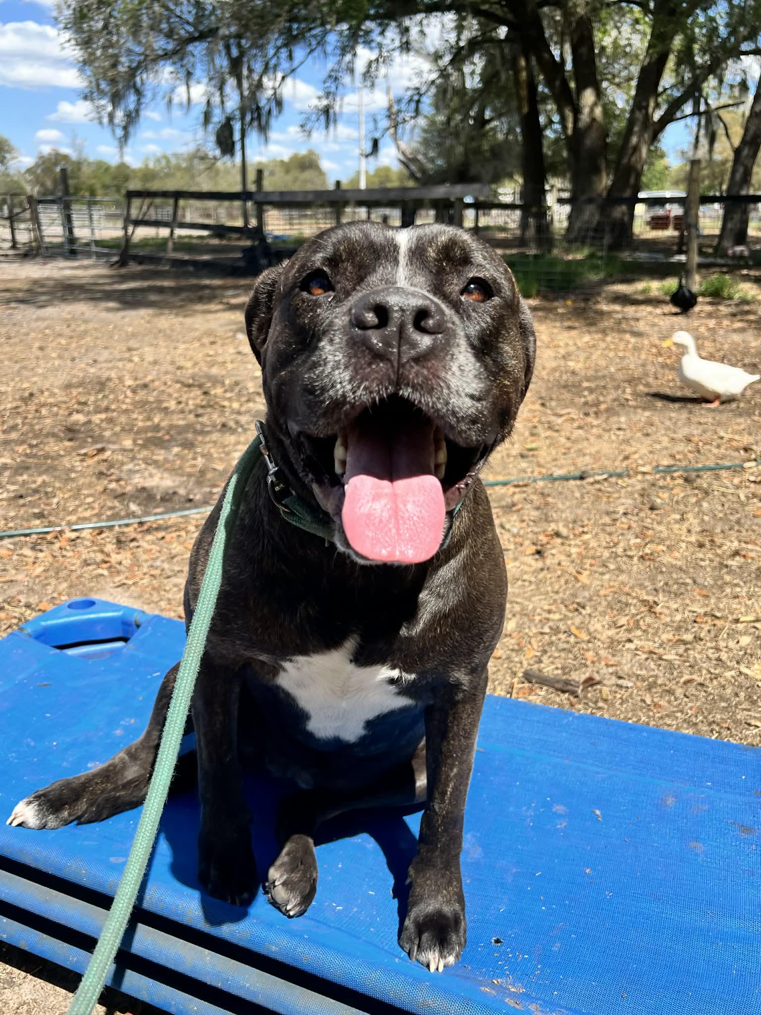 Violet, ADOPTABLE, Adult Female Cane Corso.