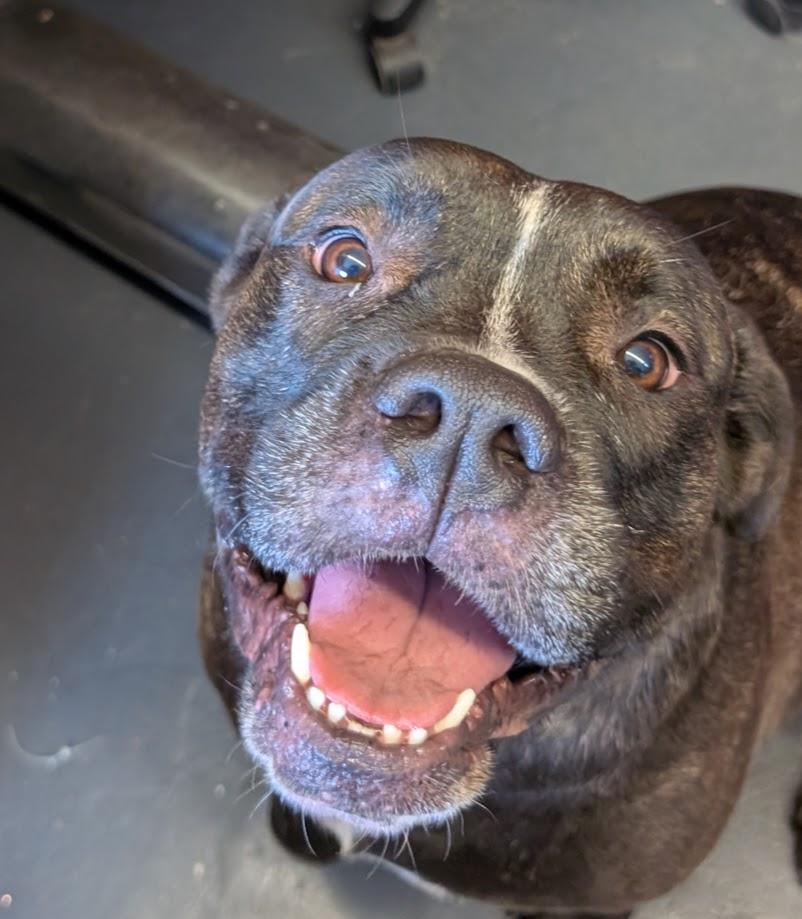 Violet, ADOPTABLE, Adult Female Mastiff.