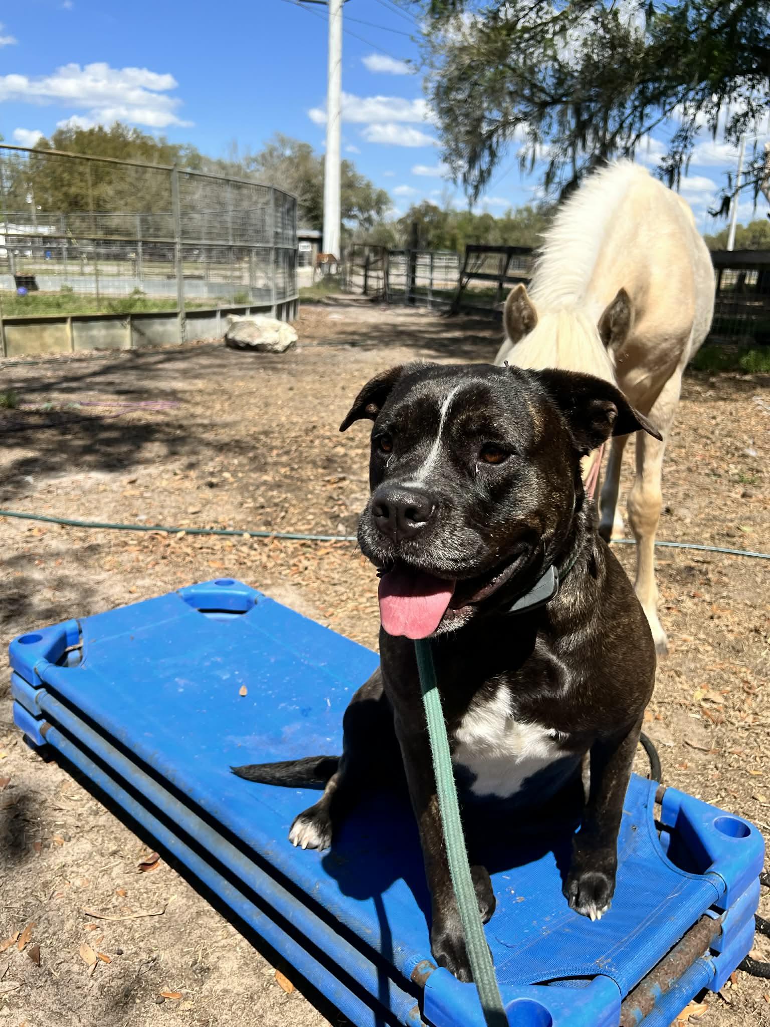 Enlarge Violet, a ADOPTABLE mixed breed in Lakeland, FL image 4/5