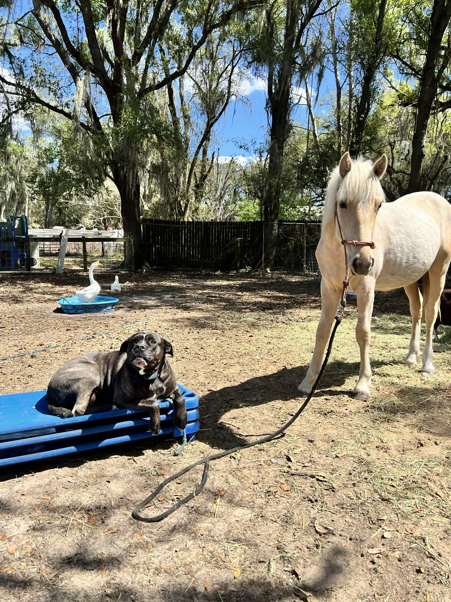 Enlarge Violet, a ADOPTABLE mixed breed in Lakeland, FL image 2/5