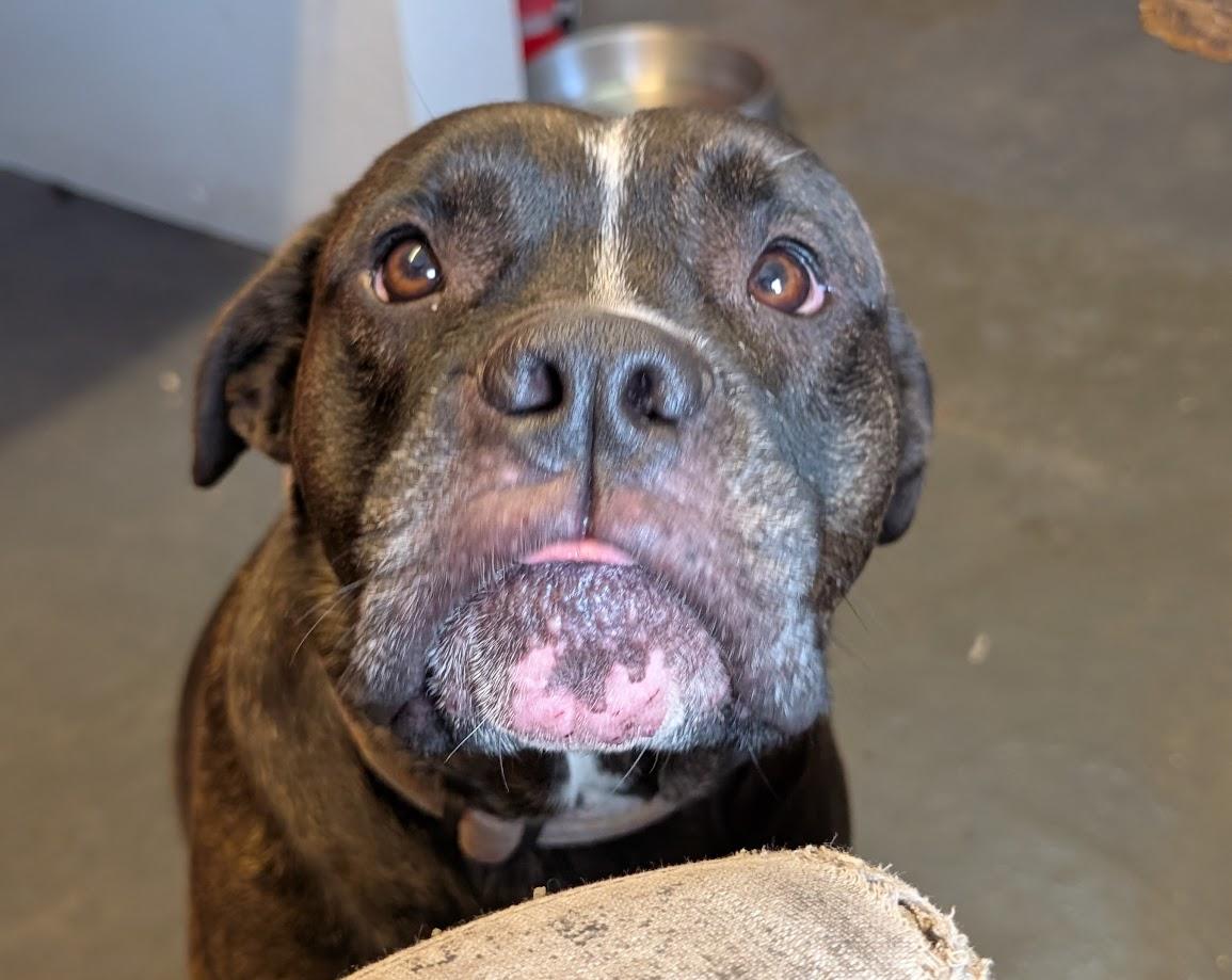 Enlarge Violet, a ADOPTABLE mixed breed in Lakeland, FL image 5/6
