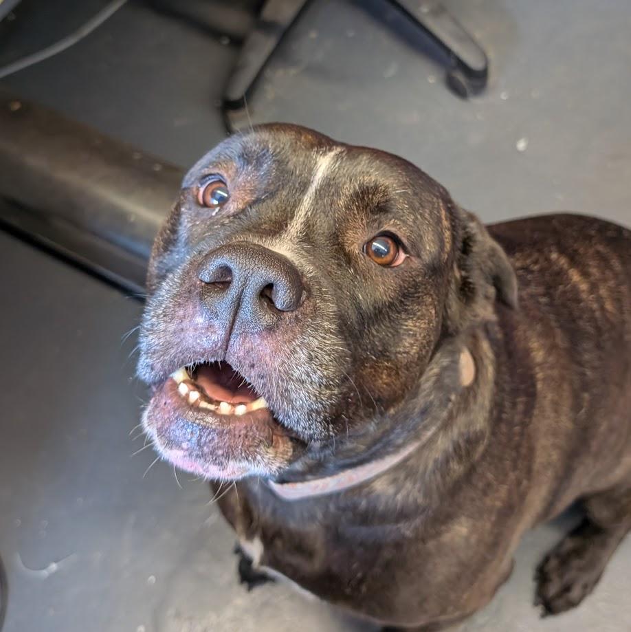 Enlarge Violet, a ADOPTABLE mixed breed in Lakeland, FL image 6/6