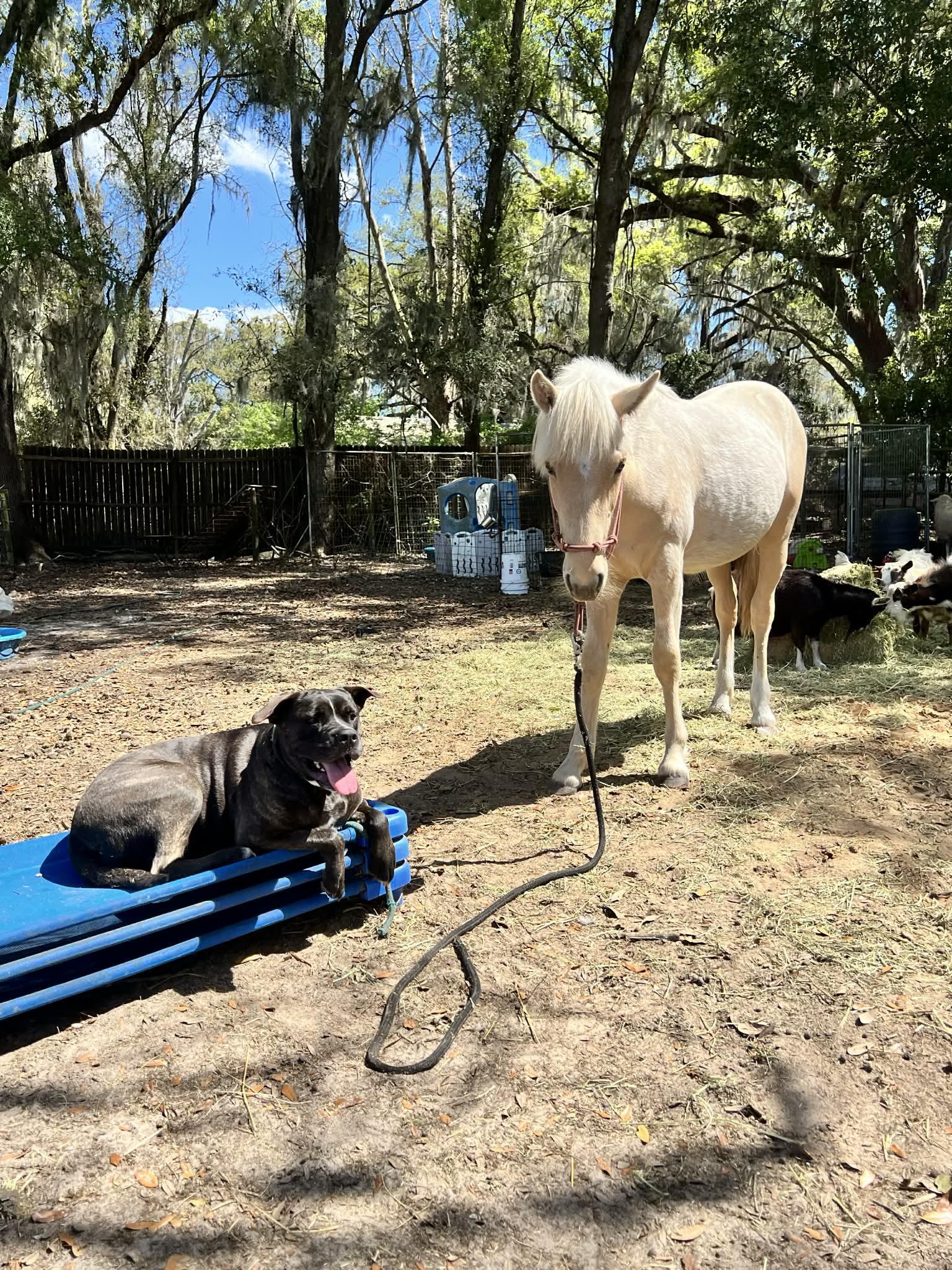 Enlarge Violet, a ADOPTABLE mixed breed in Lakeland, FL image 5/5
