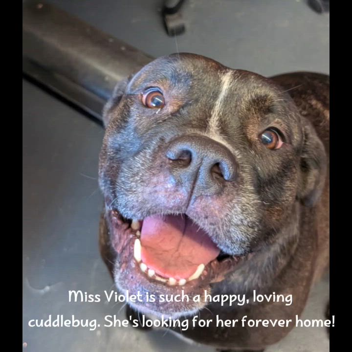 Enlarge Violet, a ADOPTABLE mixed breed in Lakeland, FL video 4/6