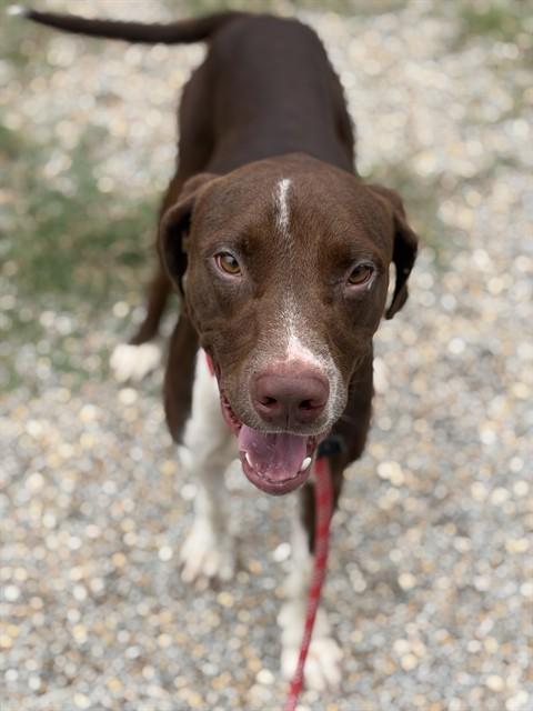 JAEGER, Adoptable, Young Male Labrador Retriever & Mixed Breed.