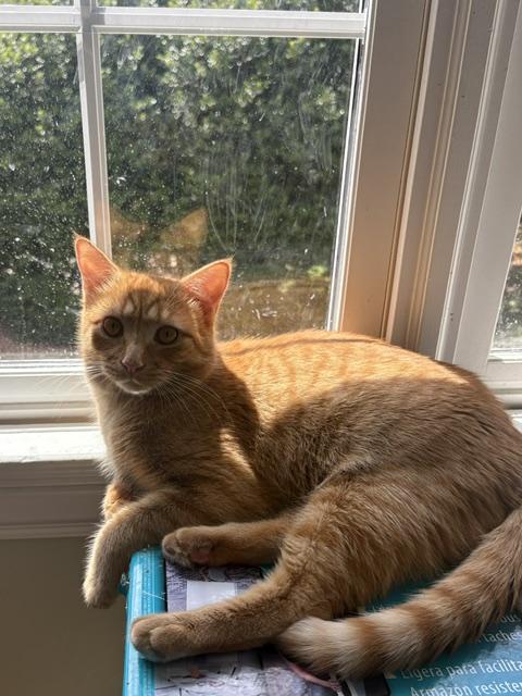 CP - NC Cheddar, ADOPTABLE, Kitten Male Domestic Medium Hair.