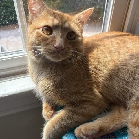 Enlarge CP - NC Cheddar, a ADOPTABLE mixed breed in Winston Salem, NC image 4/4
