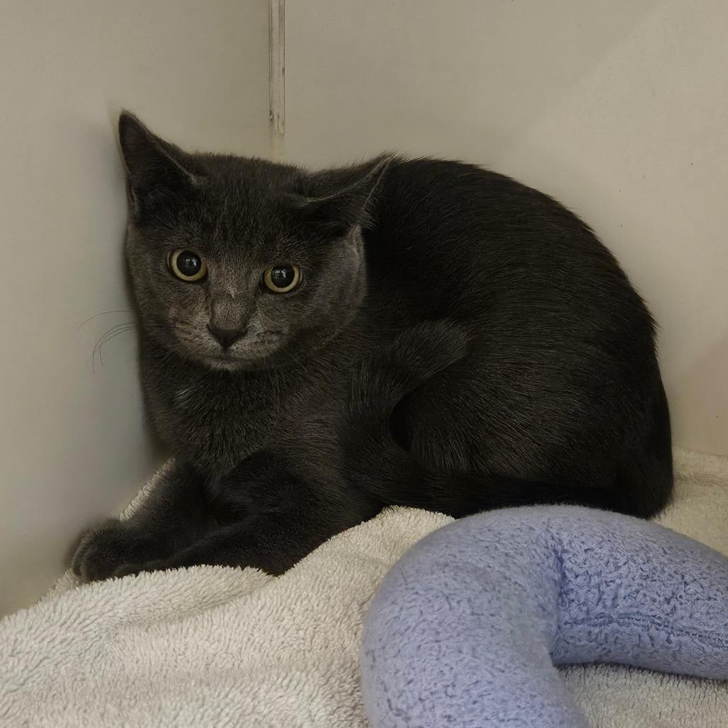 Enlarge Luke, a Adoptable Domestic Short Hair in Hinsdale, IL image 1/1
