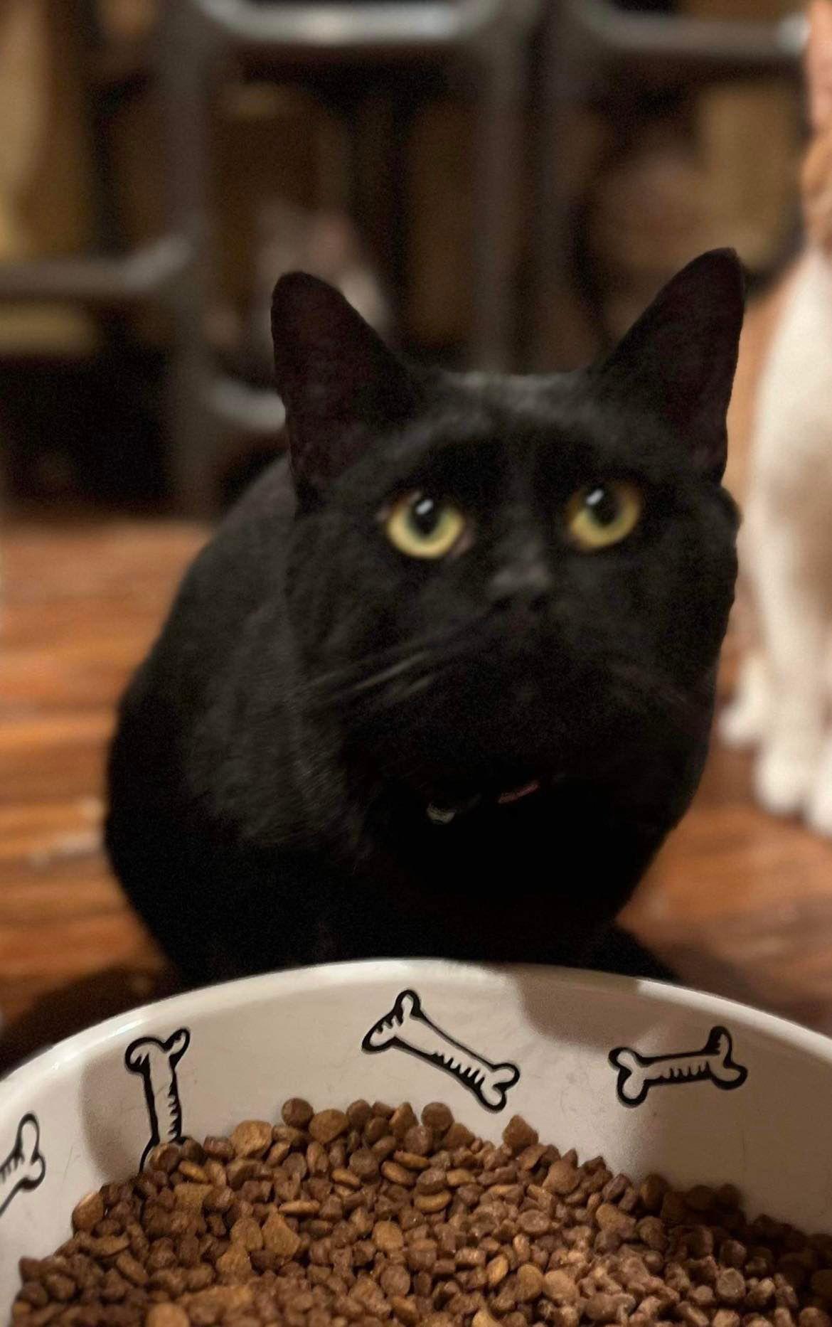 Enlarge CALLAN, a Adoptable Domestic Short Hair in Capshaw, AL image 1/1