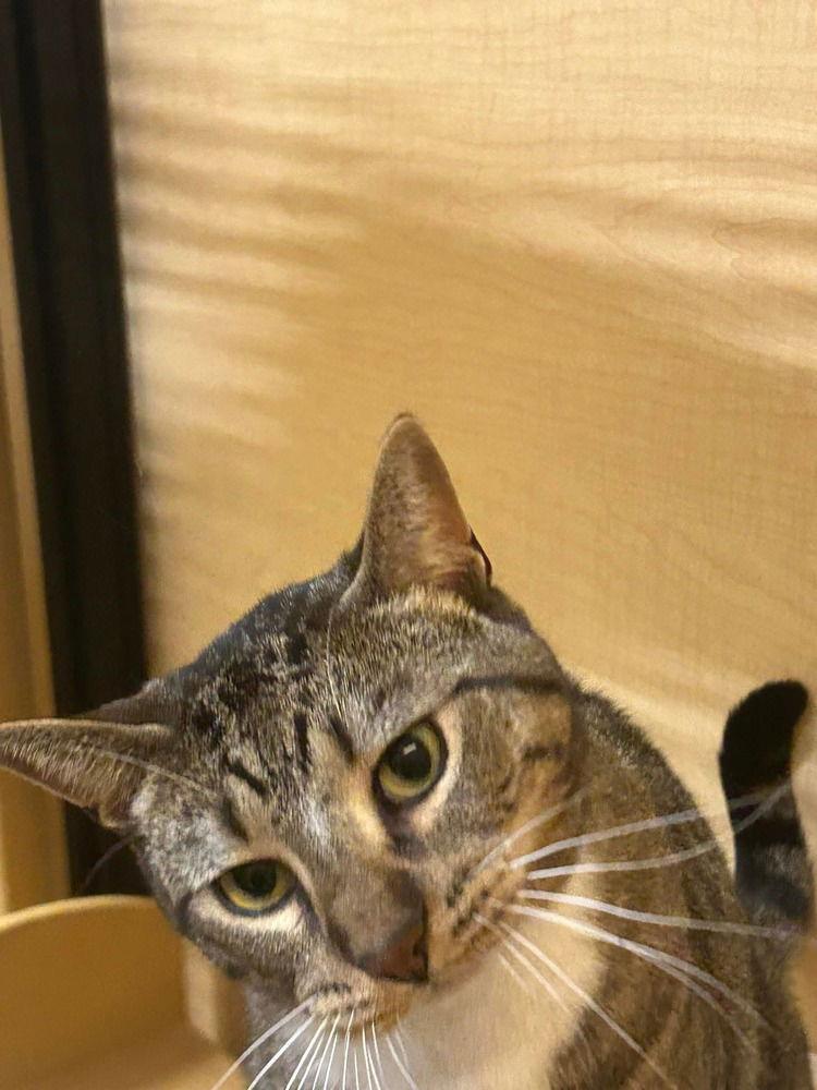 Chuck Taylor, Adoptable, Adult Male Domestic Short Hair.