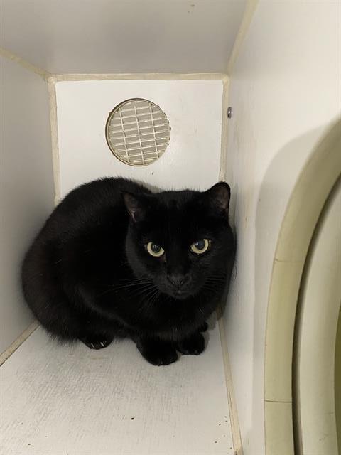 A603818, Adoptable, Young Female Domestic Short Hair.