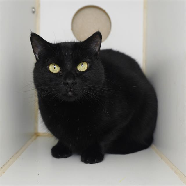 CORALINE, Adoptable, Young Female Domestic Short Hair.