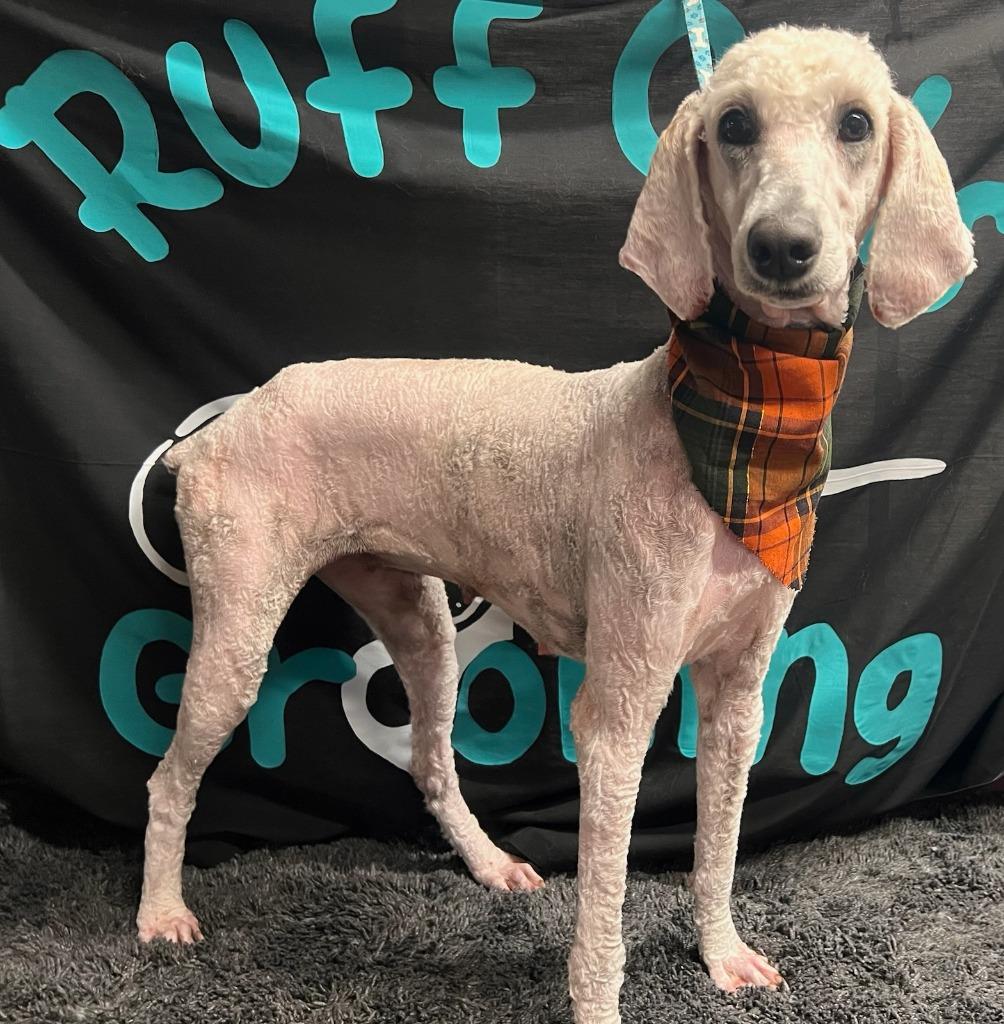 Chandy Grace, Adopted, Adult Female Poodle.