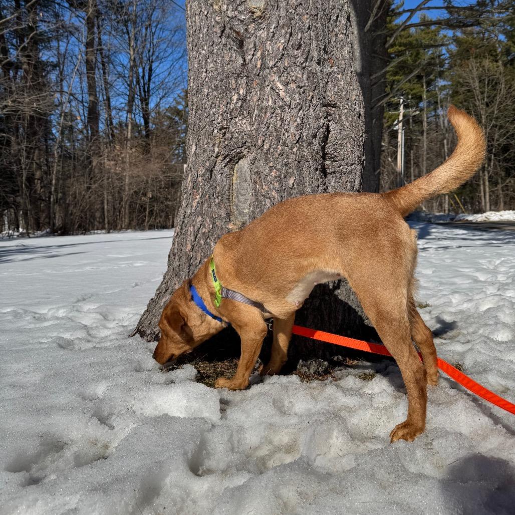 Monarch, Adoptable, Adult Female Mixed Breed.