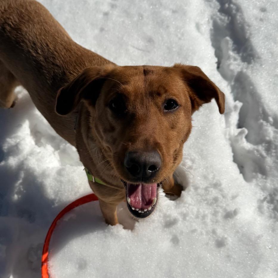 Enlarge Monarch, a Adoptable Mixed Breed in Middlebury, VT image 2/4