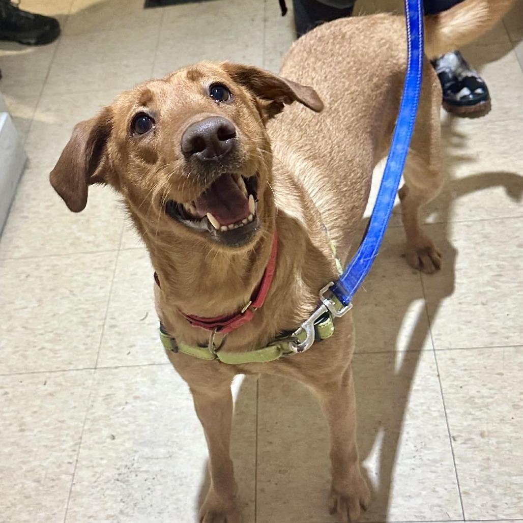 Enlarge Monarch, a Adoptable Mixed Breed in Middlebury, VT image 3/4