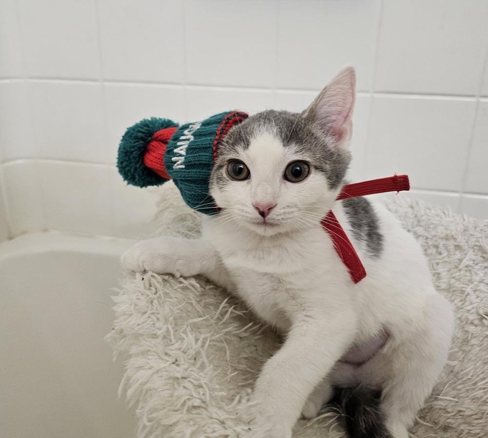 Enlarge Noelle, a Adoptable Domestic Short Hair in Pittstown, NJ image 2/2