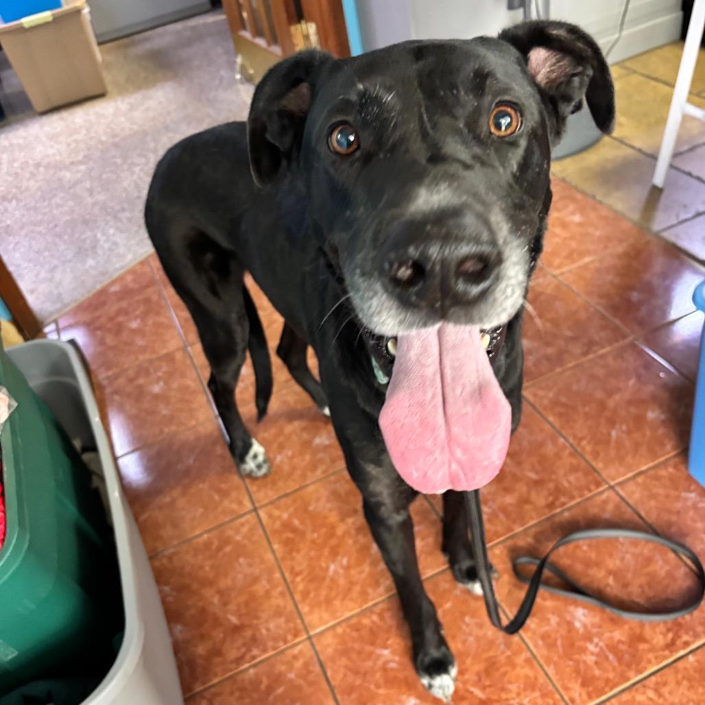 Enlarge Sawyer, a Adoptable mixed breed in Lee's Summit, MO image 1/1