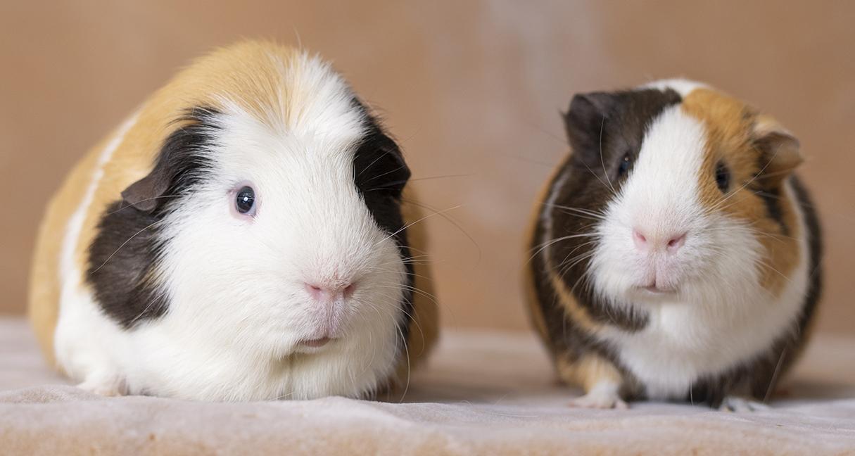 Lord Sheldon and Woody, adopted, Adult Male Guinea Pig.
