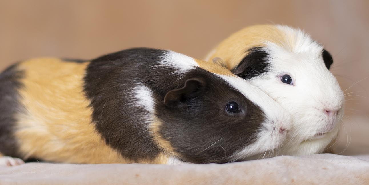 Enlarge Lord Sheldon and Woody, an adopted Guinea Pig in Chicago, IL image 2/3