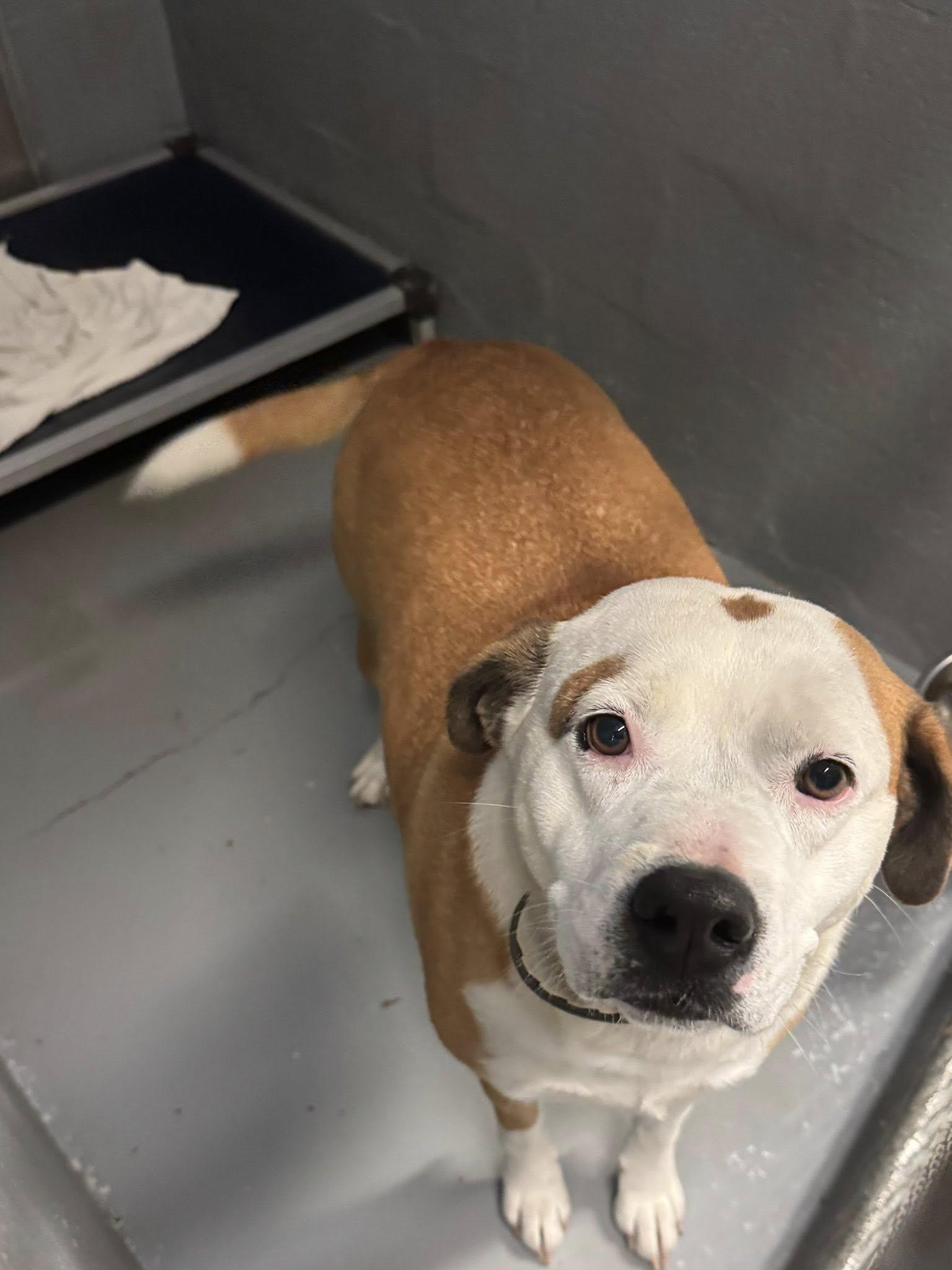 Enlarge Kizzie, a Adoptable mixed breed in Stuart, VA image 1/1