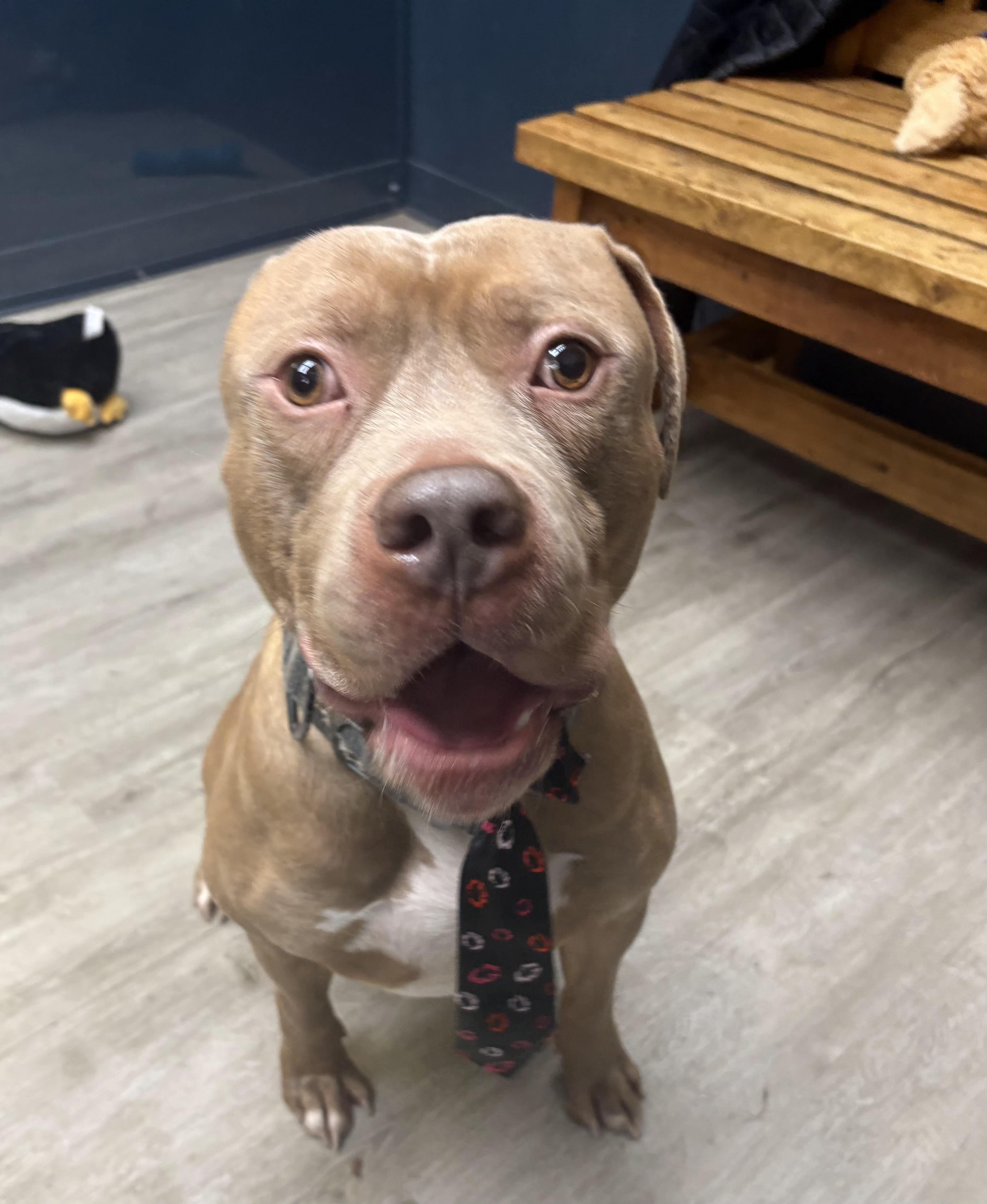 Martin, an adoptable mixed breed in Mansfield, OH image 4/5