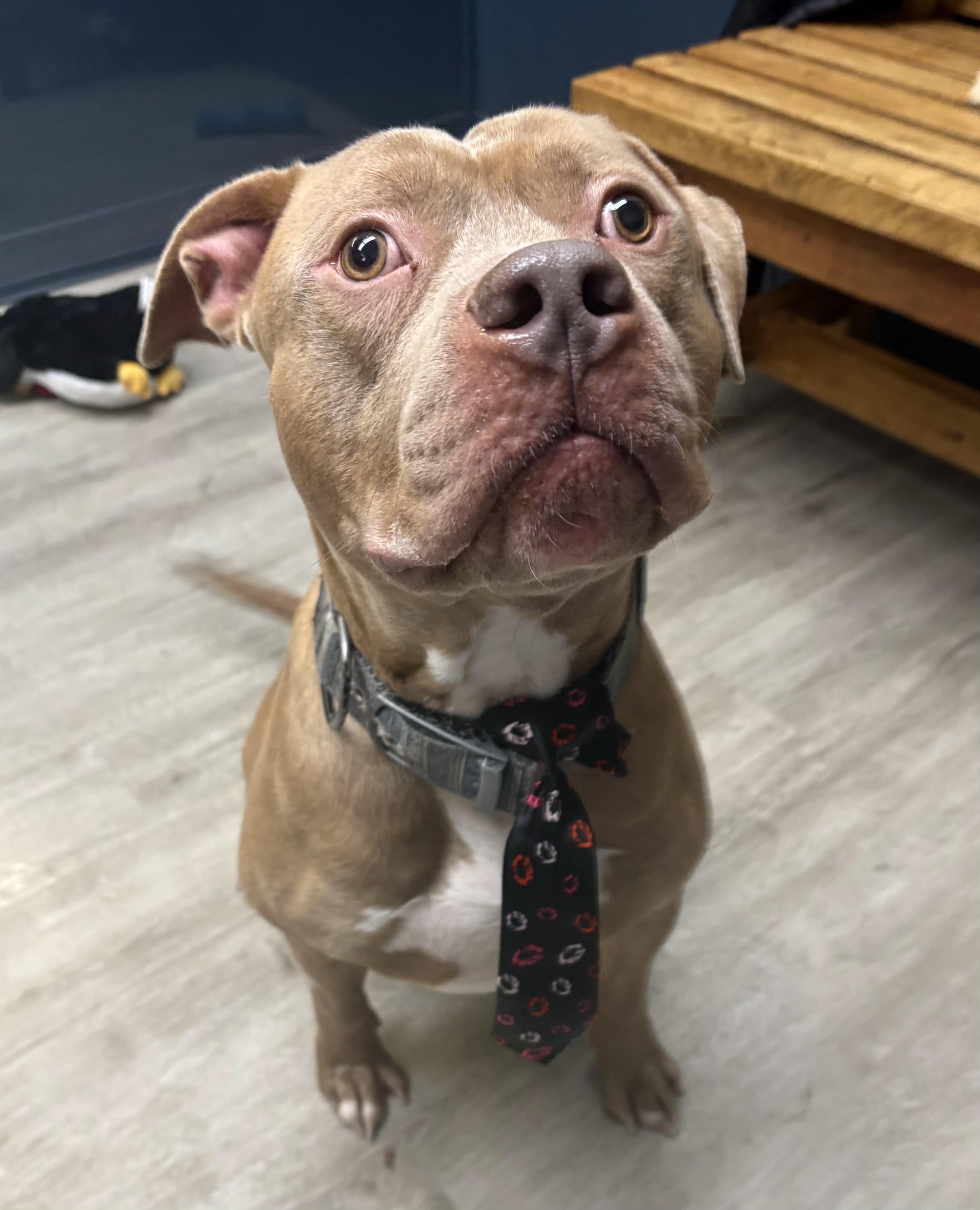 Martin, an adoptable mixed breed in Mansfield, OH image 5/5
