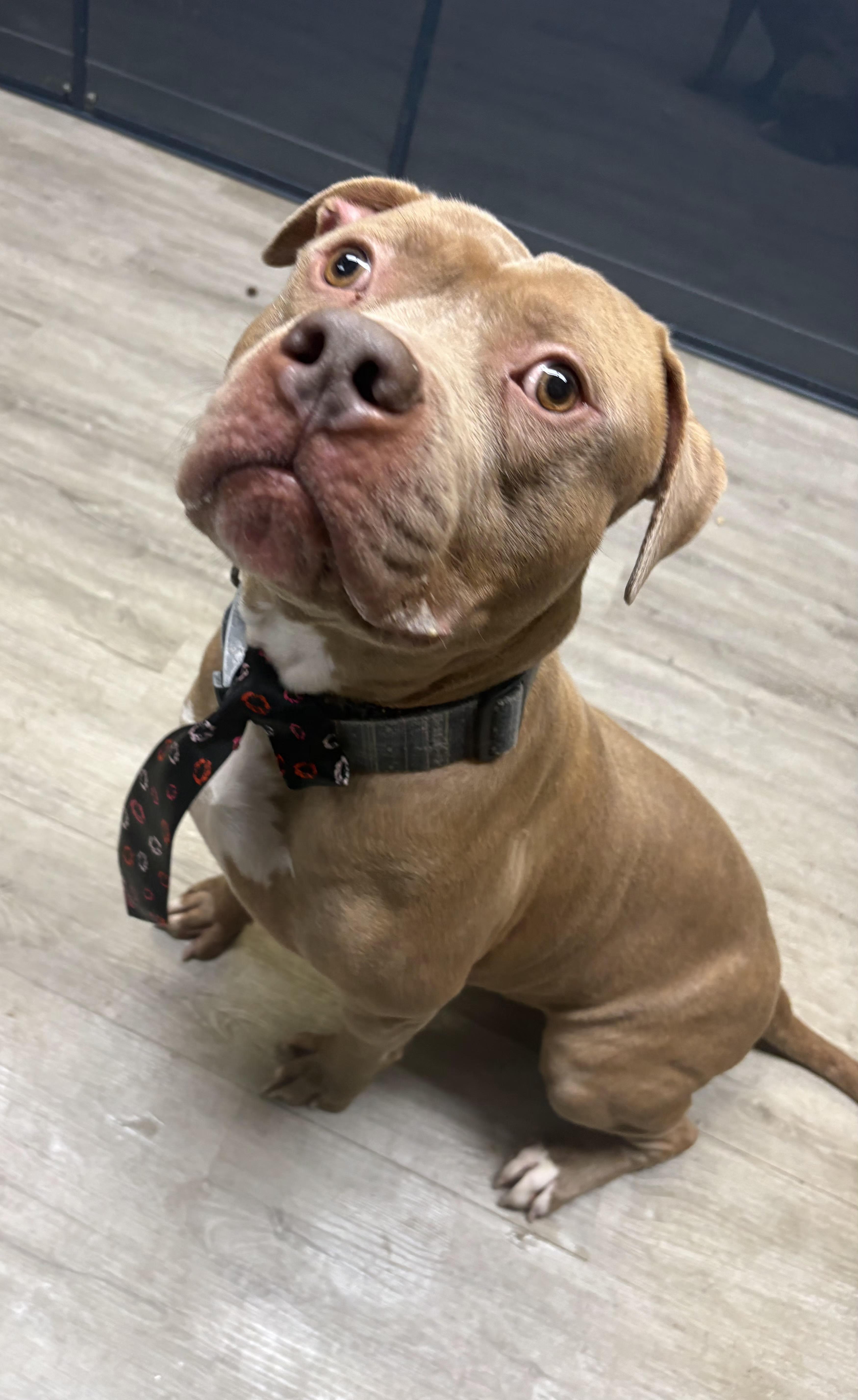 Martin, an adoptable mixed breed in Mansfield, OH image 2/5
