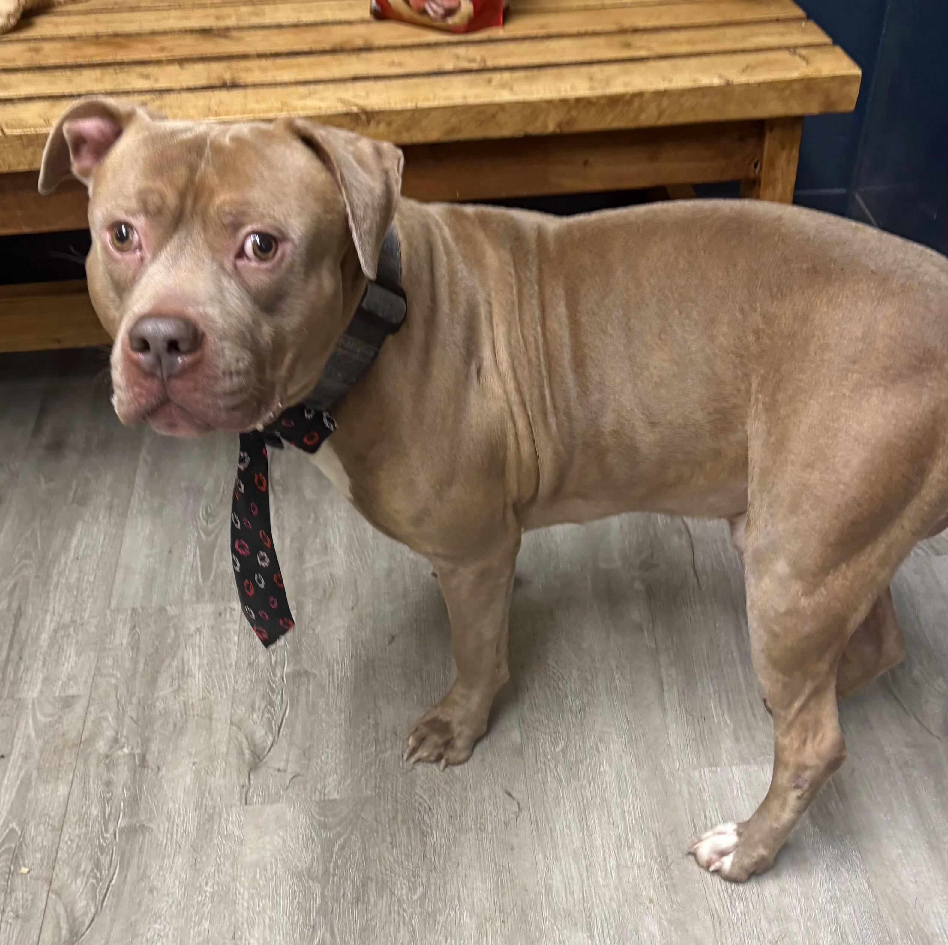 Martin, an adoptable mixed breed in Mansfield, OH image 3/5