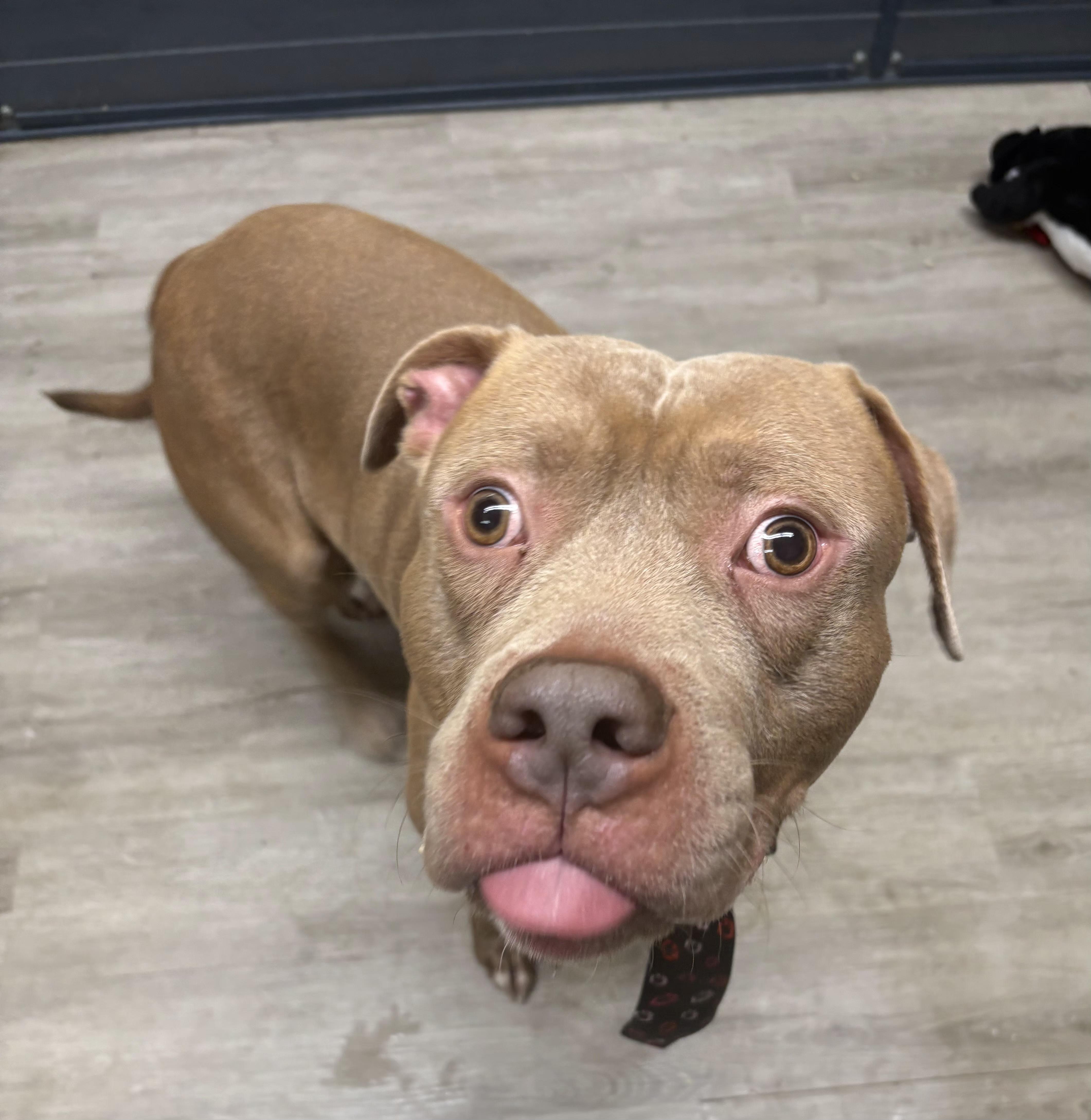 Martin, an adoptable mixed breed in Mansfield, OH image 1/5