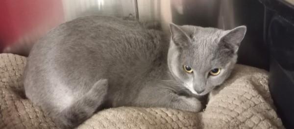 Enlarge Ash, a ADOPTABLE Domestic Short Hair in Duluth, GA image 3/4
