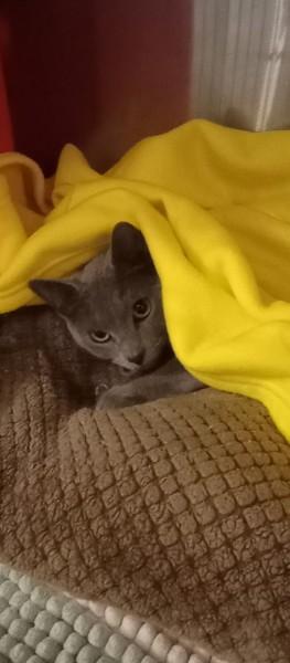 Enlarge Ash, a ADOPTABLE Domestic Short Hair in Duluth, GA image 4/4