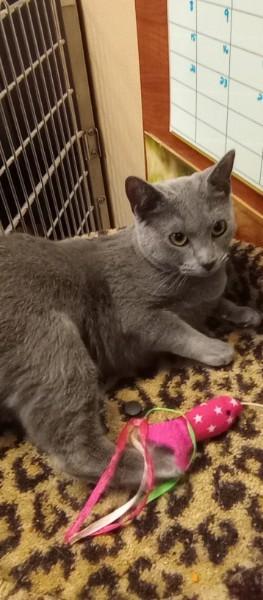 Enlarge Ash, a ADOPTABLE Domestic Short Hair in Duluth, GA image 2/4