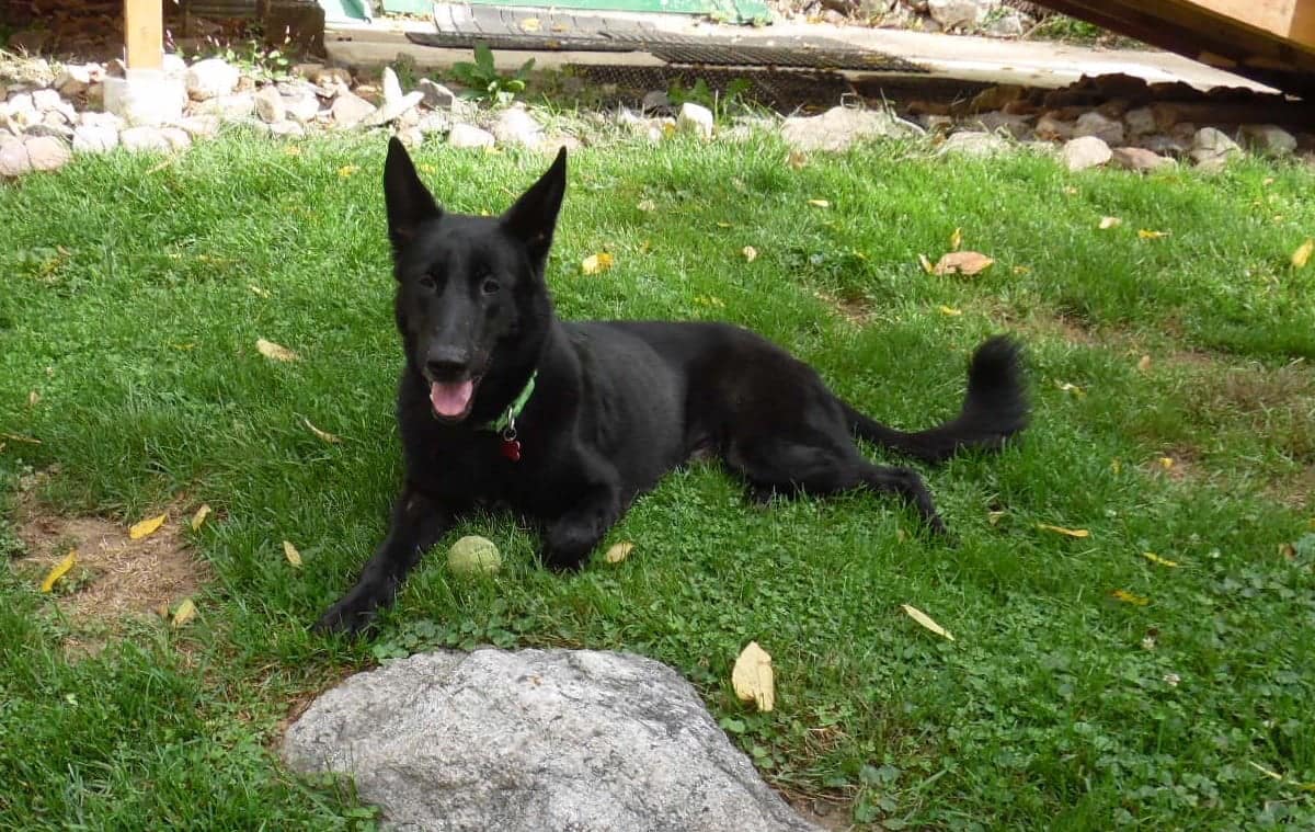 Enlarge Troy, a Adoptable German Shepherd Dog in Bayville, NJ image 2/3