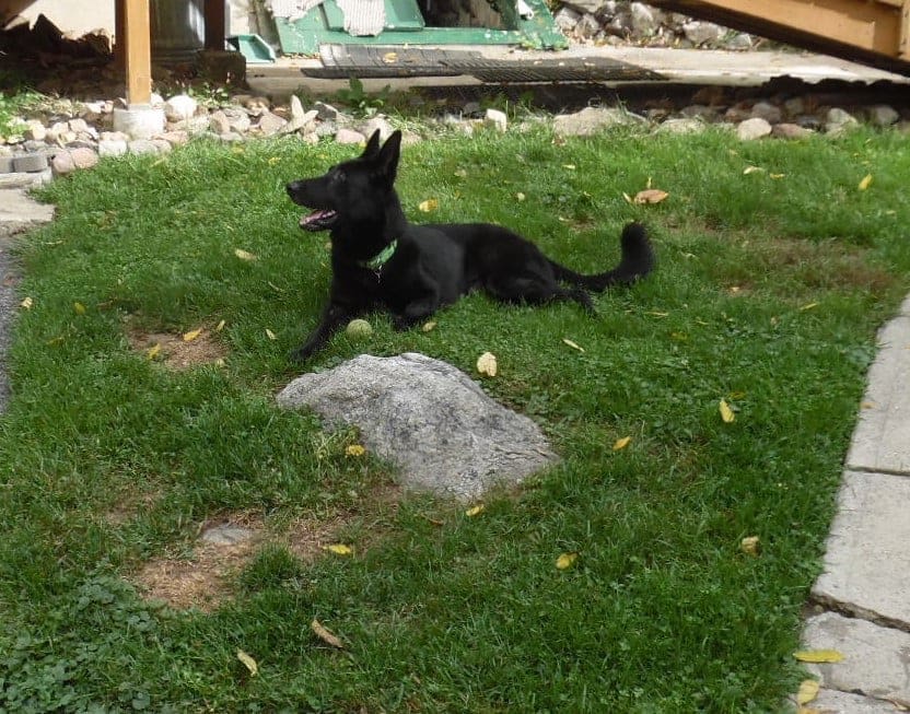 Enlarge Troy, a Adoptable German Shepherd Dog in Bayville, NJ image 3/3