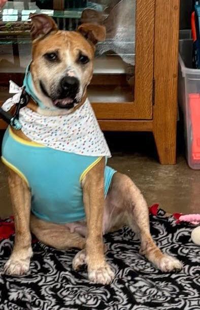 Enlarge Chica, a Adoptable mixed breed in Benton Harbor, MI image 5/6