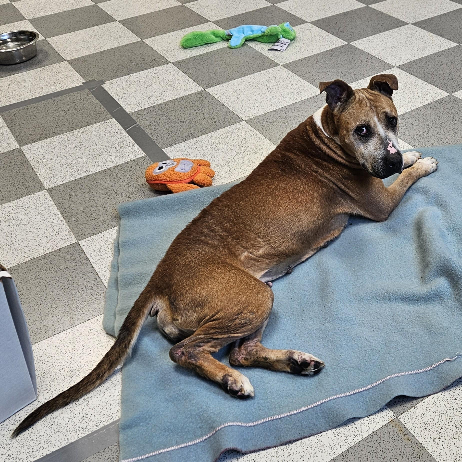 Chica, a Adoptable mixed breed in Benton Harbor, MI image 5/6