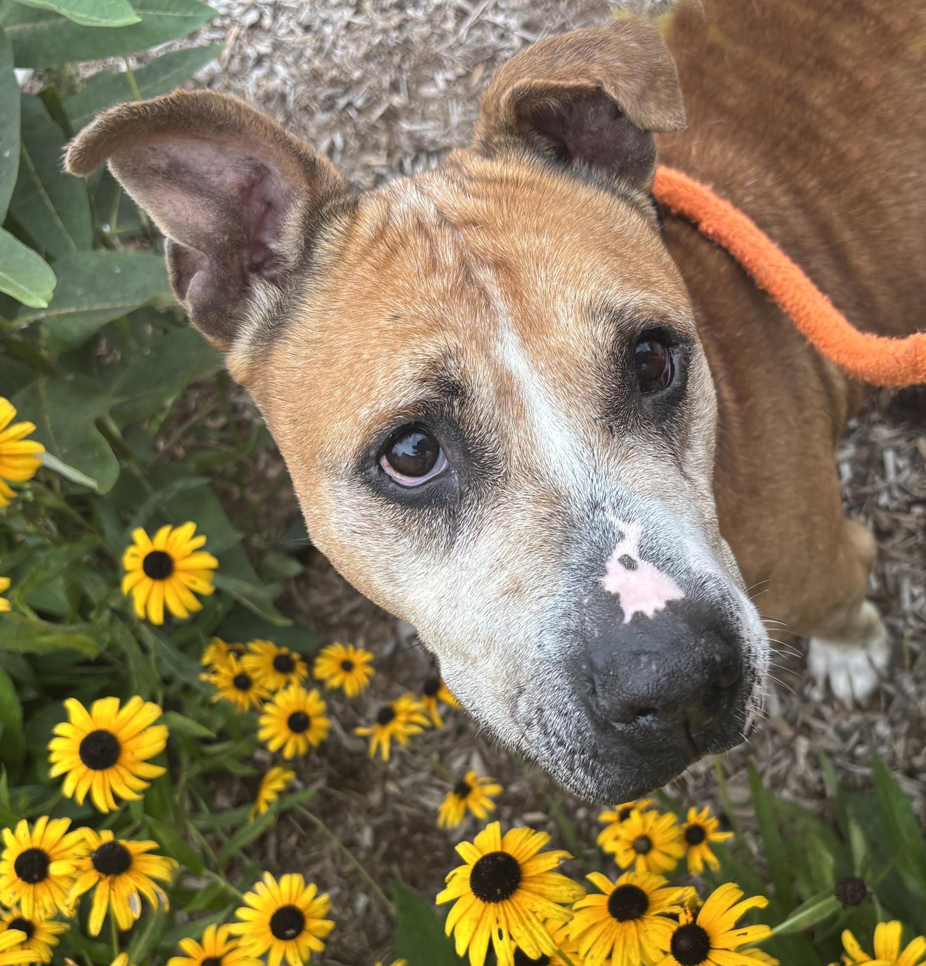 Chica, Adoptable, Adult Female Pit Bull Terrier.