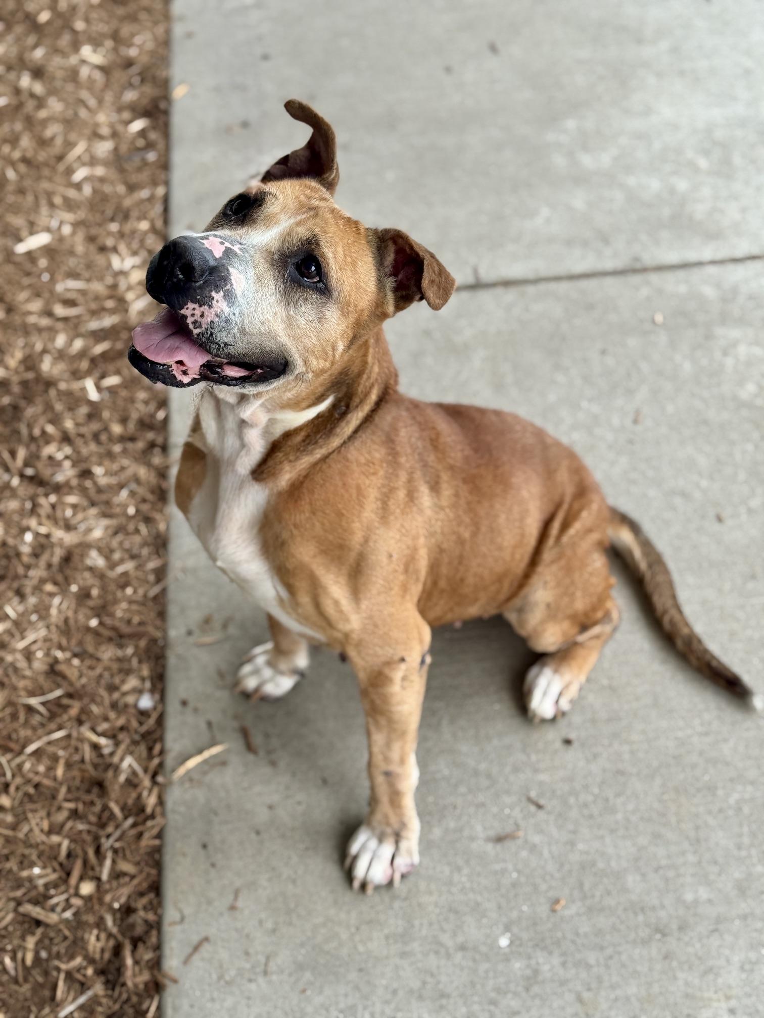 Chica, Adoptable, Adult Female Pit Bull Terrier.