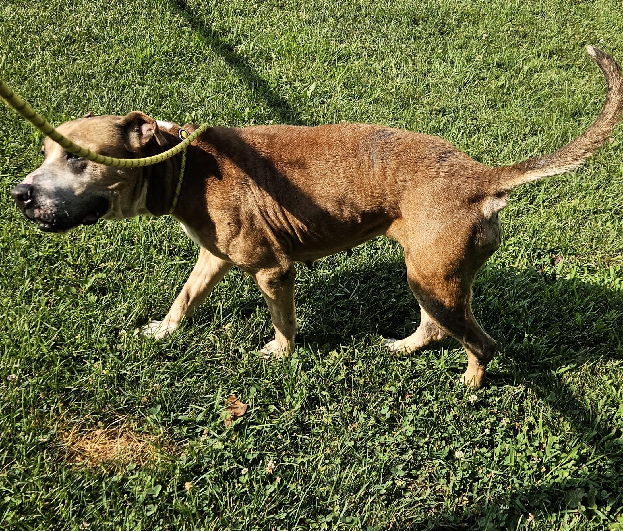 Chica, a Adoptable mixed breed in Benton Harbor, MI image 6/6