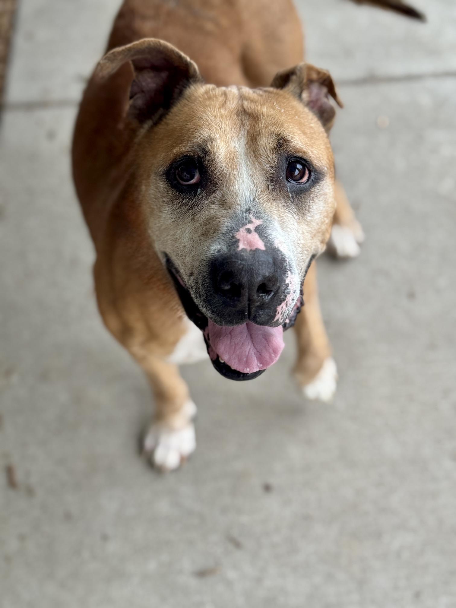 Enlarge Chica, a Adoptable mixed breed in Benton Harbor, MI image 2/6