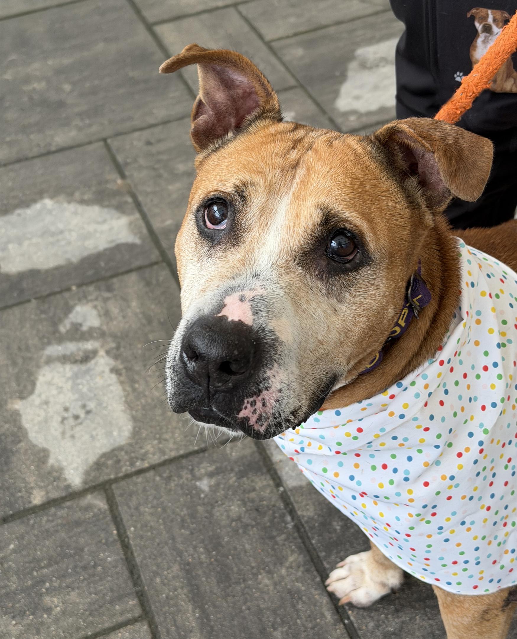 Enlarge Chica, a Adoptable mixed breed in Benton Harbor, MI image 2/6